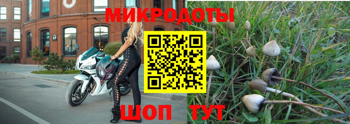 Псилоцибиновые грибы Psilocybe Губкинский