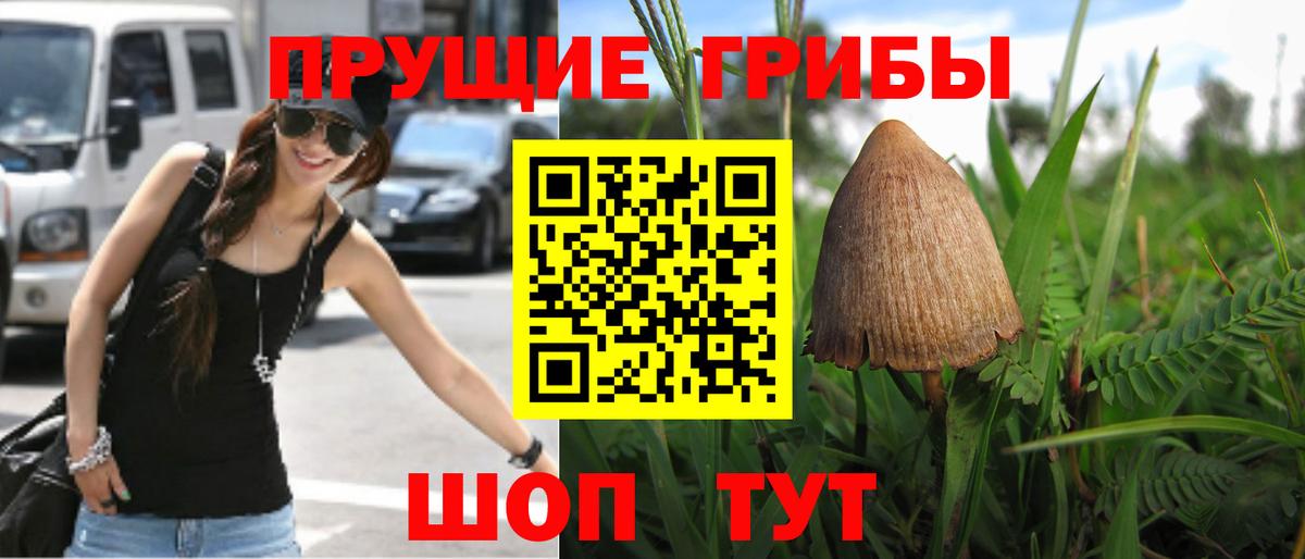 Псилоцибиновые грибы Cubensis  Губкинский 